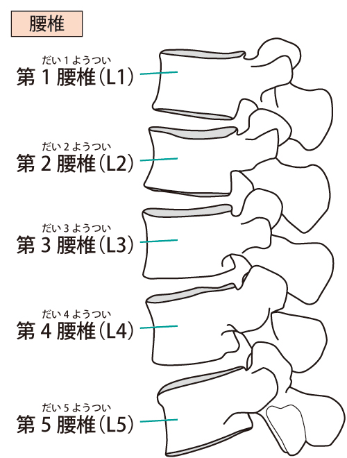 腰椎圧迫骨折　メカニズム