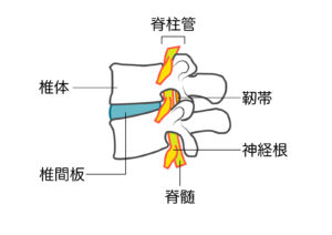 椎間板　脊柱管